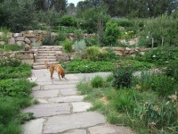 Kitchen Garden & Coop Tour 2014 - San Isidro Permaculture Edible Garden Terraces and Dog