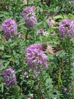 Kitchen Garden & Coop Tour 2014 - Hawk moth and flowers