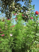 Garden & Coop Tour 2012 - Flowers & Pear Tree