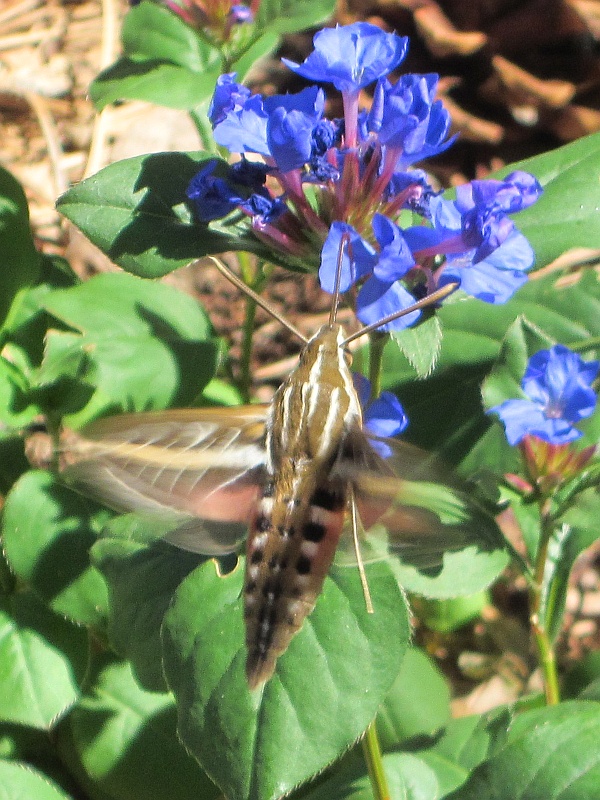 Hyles lineata - White-lined Sphinx Hummingbird Moth Hyles lineata - White-lined Sphinx Hummingbird Moth