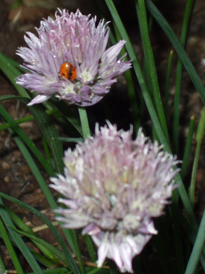 Ladybug on a Chives Blossom