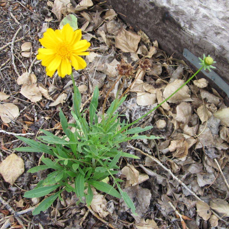 Lanceleaf Coreopsis blooming