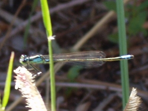 Narrow-Winged Damselfly Narrow-Winged Damselfly