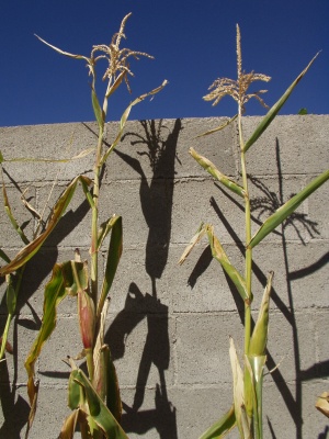 Indian Popcorn on the stalk Indian Popcorn on the stalk