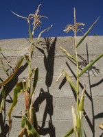 Indian Popcorn on the stalk