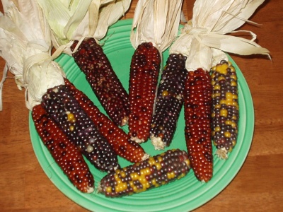Indian Popcorn ears Indian Popcorn ears