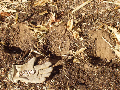 Planting Garlic