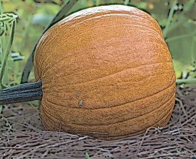 Pumpkin in repose Pumpkin in repose