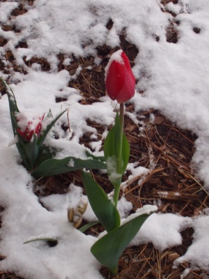 Tulip in snow