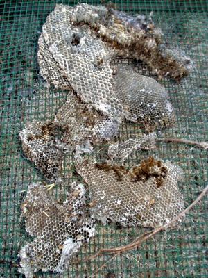 Wasp Nest, foreclosed