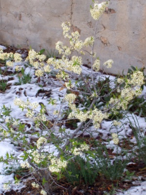 Wild Plum in bloom with snow Wild Plum in bloom with snow