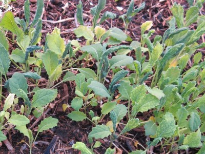 Young Kale in our cold frame Young Kale in our cold frame